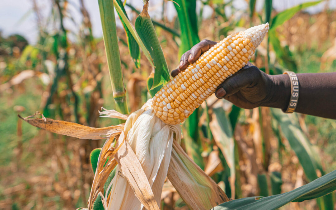 Cultivating Hope: Why Investing in Agriculture is Vital for Refugees in Northern Uganda